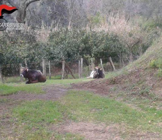 Cinquefrondi, una denuncia per pascolo abusivo