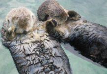 La lontra è tornata a popolare il Pollino