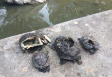 Atto vandalico villa comunale, tartarughe trovate con guscio fracassato