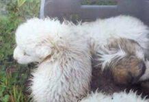 Cuccioli di cane gettati in una scatola nel fiume, salvati dai carabinieri