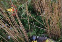 Cane in alveo fiume, salvato dai vigili del fuoco