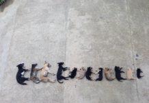 Ancora crudeltà in Calabria, 15 cani avvelenati