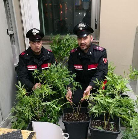 Scoperta Serra di marijuana in casa