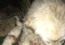 Orrore in Calabria, cuccioli di cane uccisi a bastonate