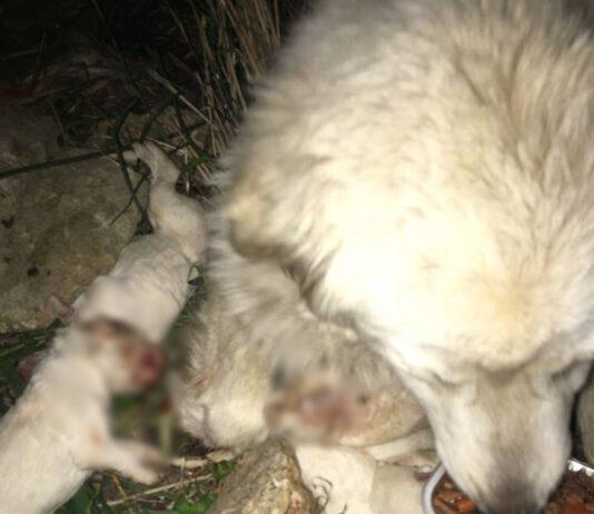 Orrore in Calabria, cuccioli di cane uccisi a bastonate