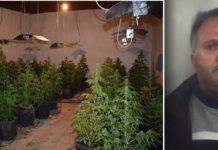 Scoperto capannone industriale convertito in piantagione di marijuana. Un arresto