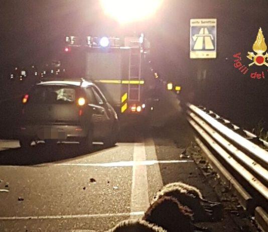 Auto investe gregge pecore che invade carreggiata, ferito conducente e morti ovini