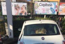 Calabria- cani chiusi in macchina da ieri, intervengono vigili del fuoco