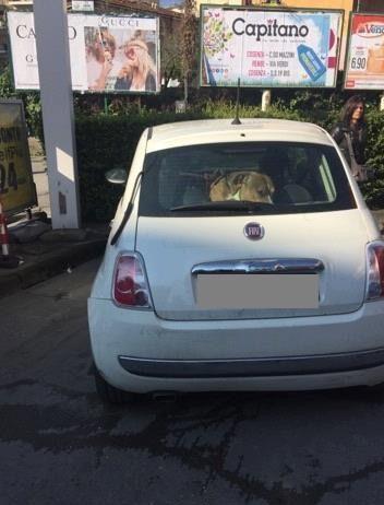 Calabria- cani chiusi in macchina da ieri, intervengono vigili del fuoco
