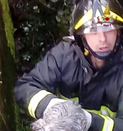 Cuccioli di cane intrappolati in canale acque, salvati dai Vigili del fuoco