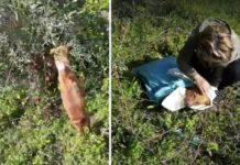Calabria- Cane impiccato nel giorno Venerdì santo