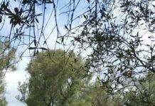 Rosarno, lavori di riqualificazione Parco archeologico