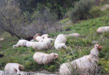 Pascolo ovini in castello normanno, una denuncia