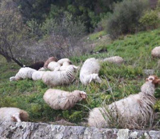 Pascolo ovini in castello normanno, una denuncia