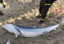 Calabria: Squalo spiaggiato, salvato da Vigili del fuoco