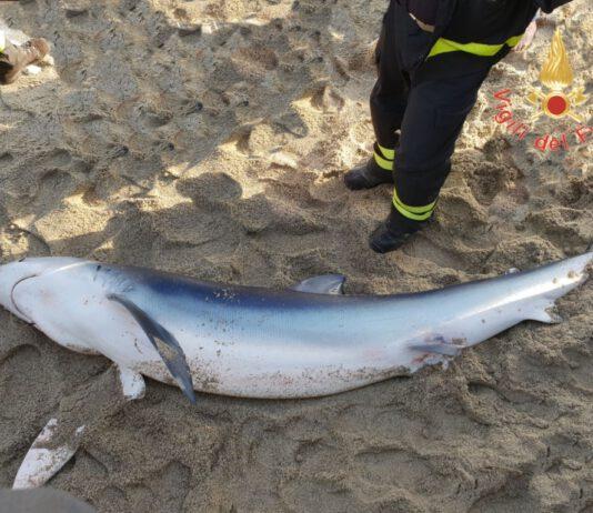 Calabria: Squalo spiaggiato, salvato da Vigili del fuoco