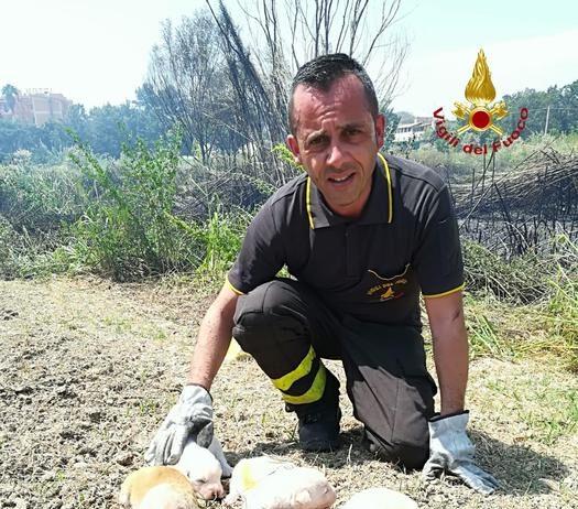 Cuccioli di cane salvati da incendio