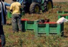 Sfruttava lavoratori, arrestato titolare ditta