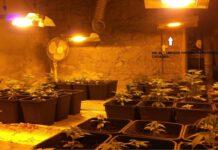 Un arresto nel reggino per produzione e spaccio di stupefacenti