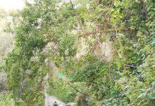 Limbadi- Bomba in auto, muore 42enne