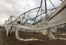 Coldiretti: il forte e caldo vento ha sferzato l’area del lametino provocando danni ingenti alle strutture serricole e alle colture