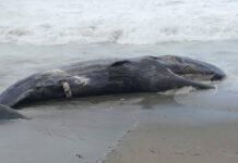 Capodoglio arenato su spiagge calabresi