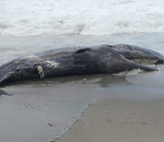 Capodoglio arenato su spiagge calabresi