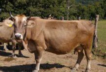 Pascolo bovini in aree vietate, due denunce