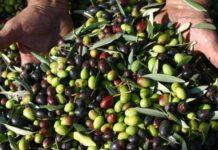 Chiusura annata olearia nella Piana di Gioia Tauro