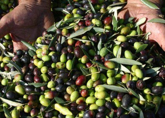 Chiusura annata olearia nella Piana di Gioia Tauro