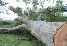 Fa tagliare albero che gli cade addosso schiacciandolo, muore uomo