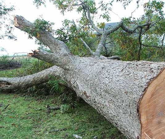 Fa tagliare albero che gli cade addosso schiacciandolo, muore uomo