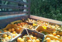 Coldiretti: l’aumento al 20% di succo nelle aranciate prodotte in Italia fa volare il prezzo delle arance da industria