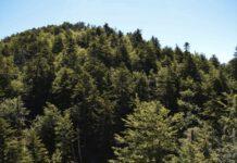 Parco Aspromonte, istituite 21 Zone Speciali di Conservazione