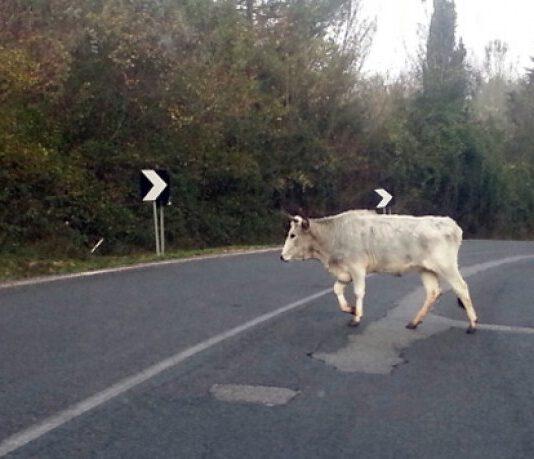 Cittanova “vacche sacre”, task force risultati efficaci