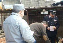 Scoperti canili abusivi, tre persone denunciate