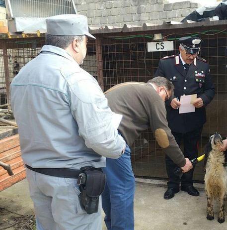 Scoperti canili abusivi, tre persone denunciate