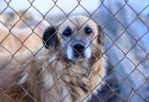 Denaro pubblico per spese personali e non per canile, 4 indagati