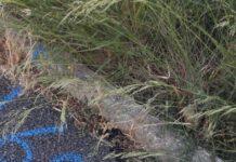 Cuccioli di cane lanciati da cavalcavia in una busta, salvati