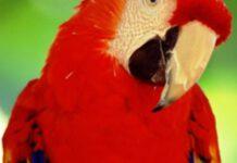 Carabinieri smantellano organizzazione dedita al traffico di specie animali protette