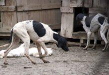 Cani e gatti uccisi con bocconi di veleno per topi