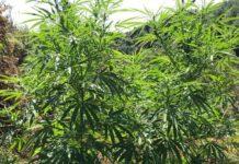 Carabinieri Nicotera, scoperta piantagione cannabis