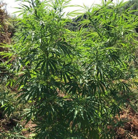 Carabinieri Nicotera, scoperta piantagione cannabis