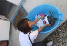 Tartaruga caretta caretta libera in mare dopo cure