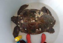 Soccorsa tartaruga caretta caretta