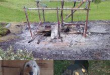 Cani bruciati vivi perché abbaiavano troppo