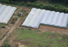 Scoperta maxi piantagione di marijuana, arrestate sette persone in flagranza