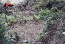 Scoperta piantagione di marijuana tra Nicotera e Joppolo