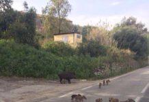 Coldiretti: la Regione autorizzi gli agricoltori provvisti di licenza di caccia all’abbattimento dei cinghiali