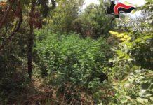 Scoperta piantagione marijuana, arrestati due fratelli